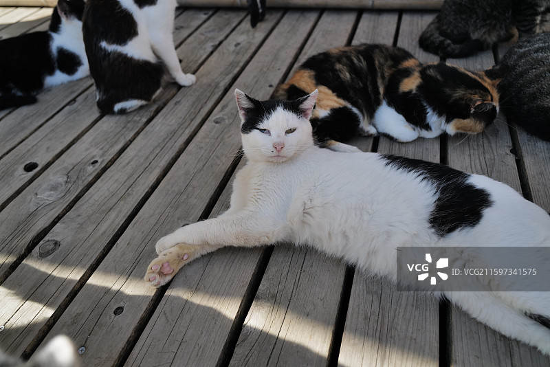 后院的慵懒野猫，日本田代岛，猫岛图片素材