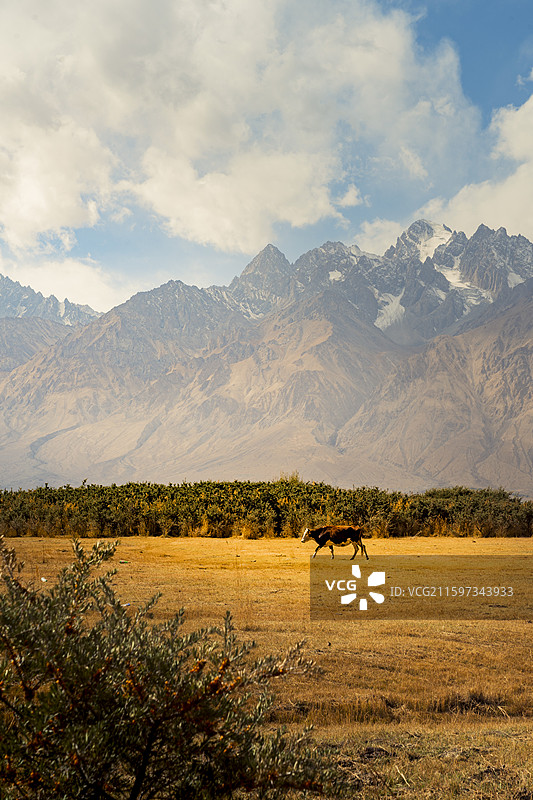 托格伦夏村是塔吉克族同胞聚居的区域，秋天的湿地一片金黄，成为真正的金草滩图片素材