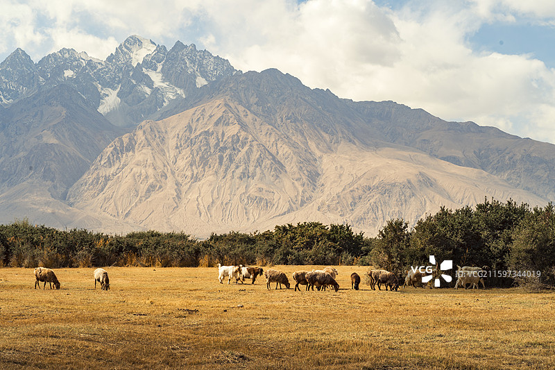 托格伦夏村是塔吉克族同胞聚居的区域，秋天的湿地一片金黄，成为真正的金草滩图片素材
