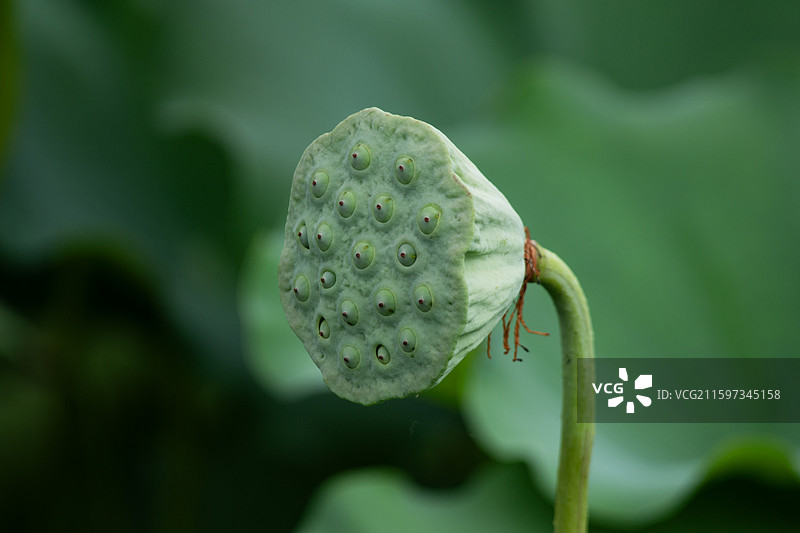 莲蓬特写图片素材