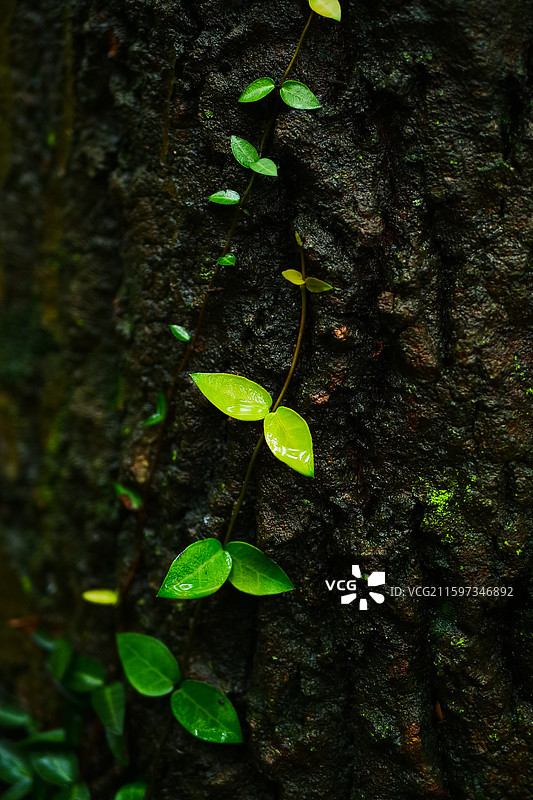 大自然森林绿植背景素材图片素材