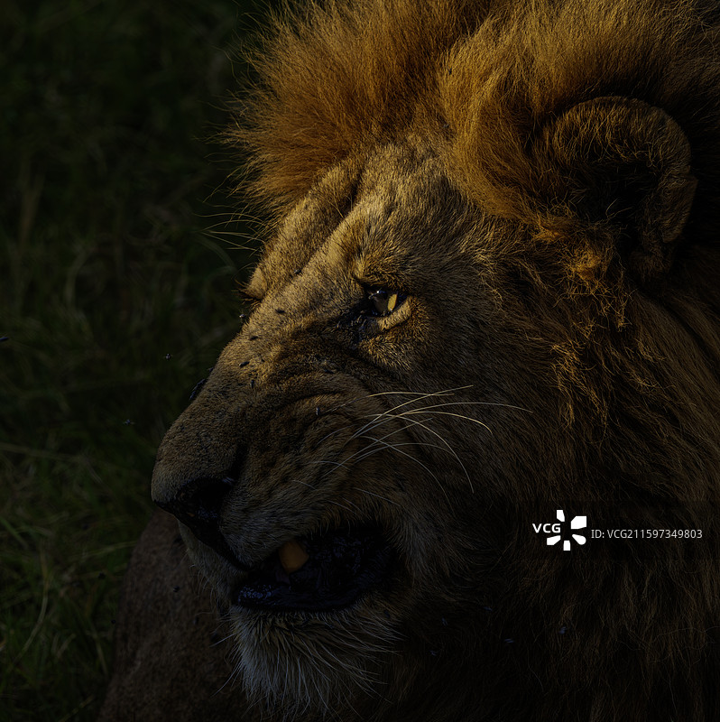 狮王的无奈图片素材