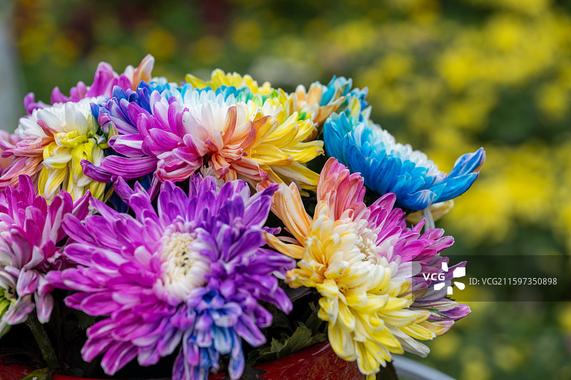 金秋菊花展盛况图片素材
