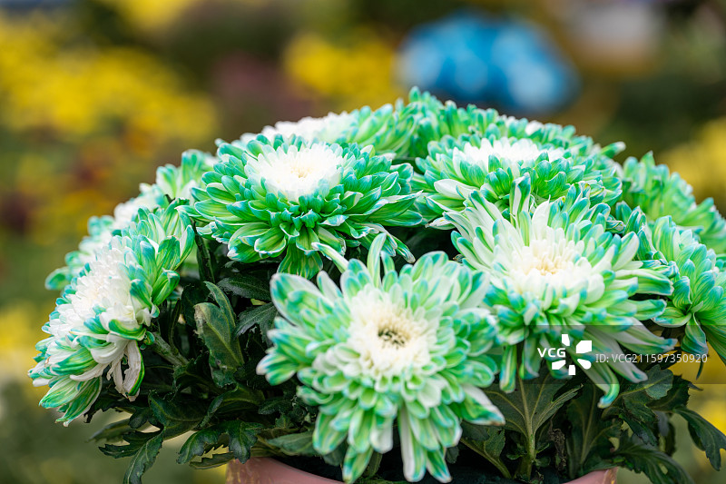 金秋菊花展盛况图片素材