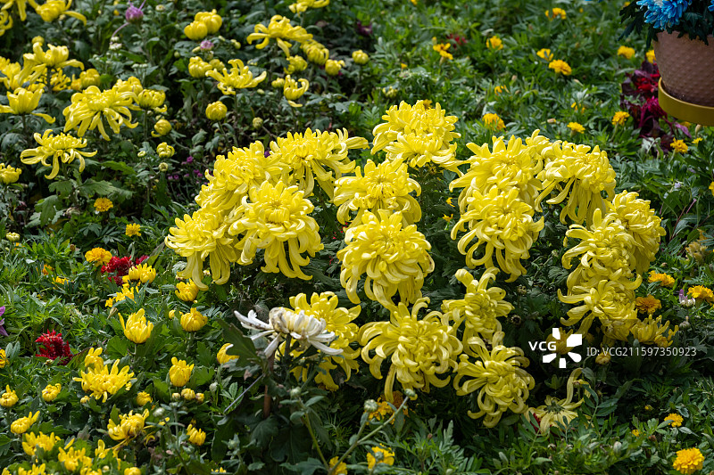 金秋菊花展盛况图片素材