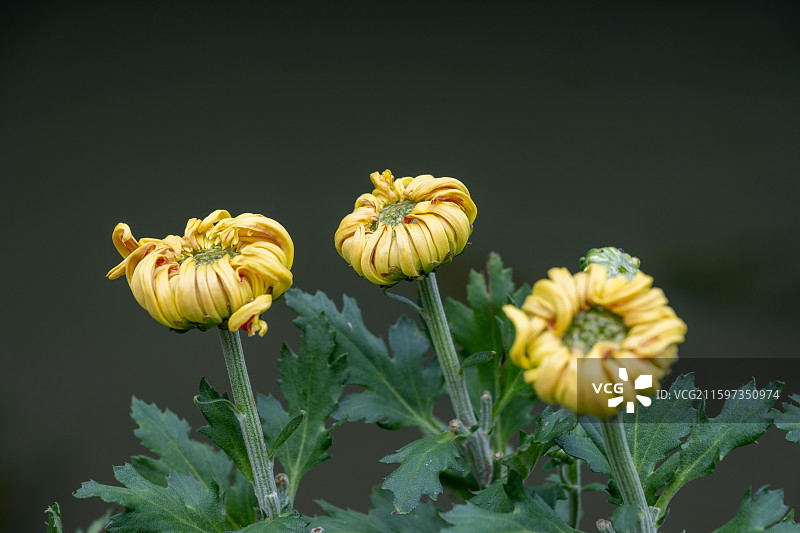 金秋菊花展盛况图片素材