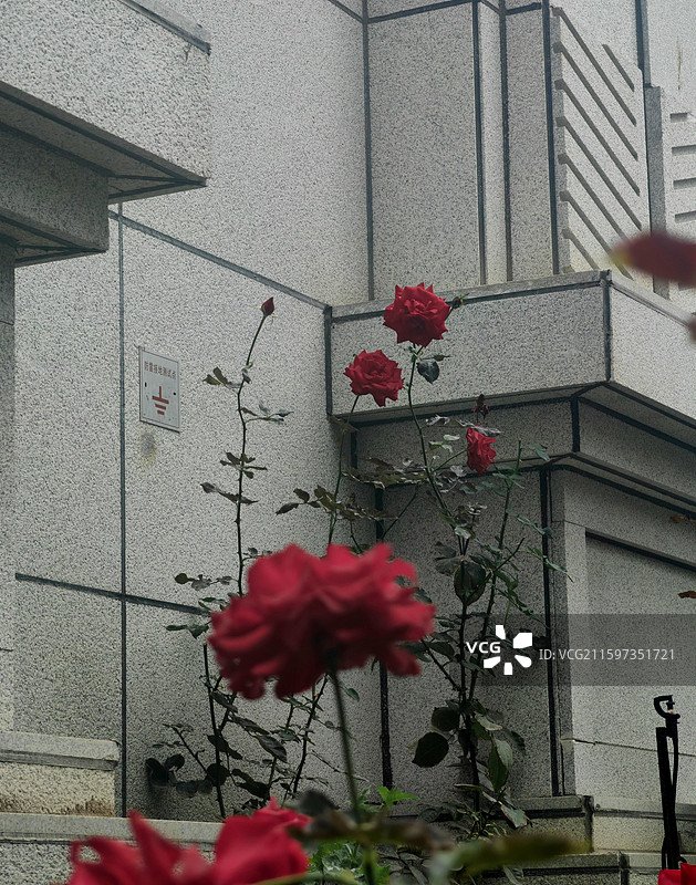 玫瑰丛中图片素材