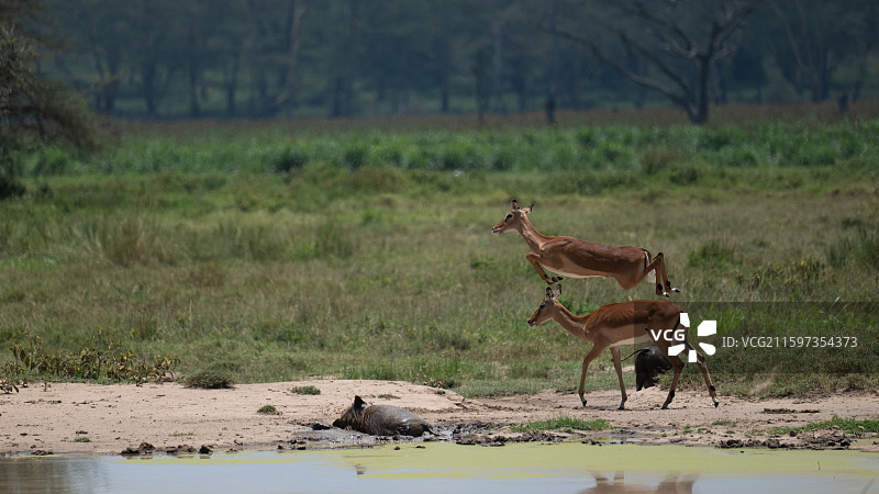 肯尼亚纳库鲁国家公园的黑斑羚图片素材