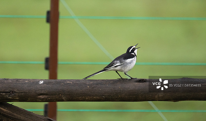 肯尼亚奈瓦沙湖的非洲斑鹡鸰图片素材