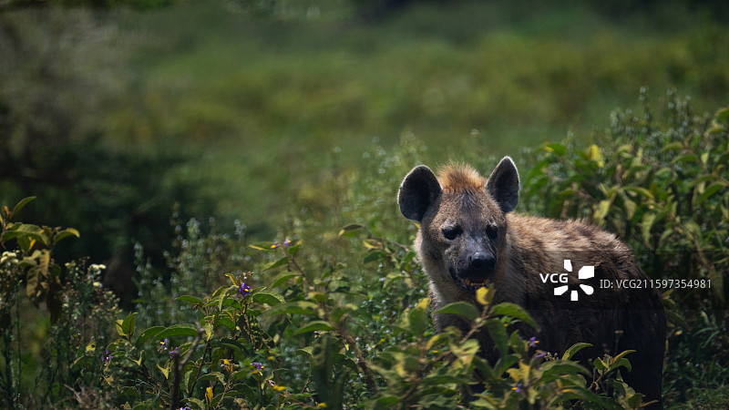 肯尼亚纳库鲁国家公园的斑鬣狗图片素材