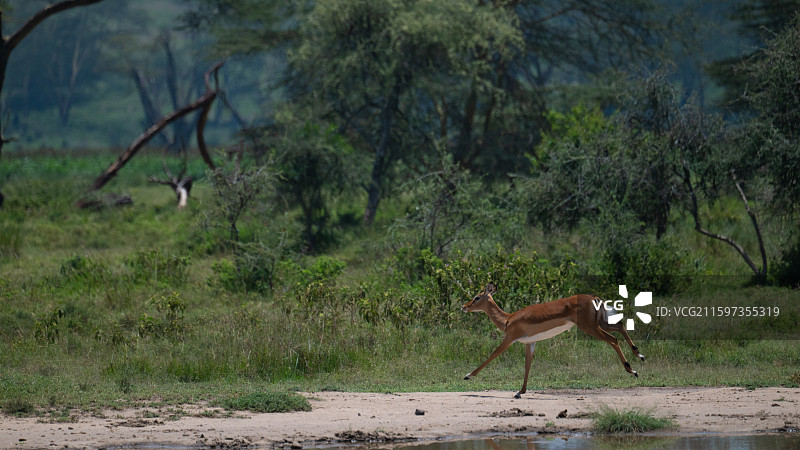 肯尼亚纳库鲁国家公园的黑斑羚图片素材