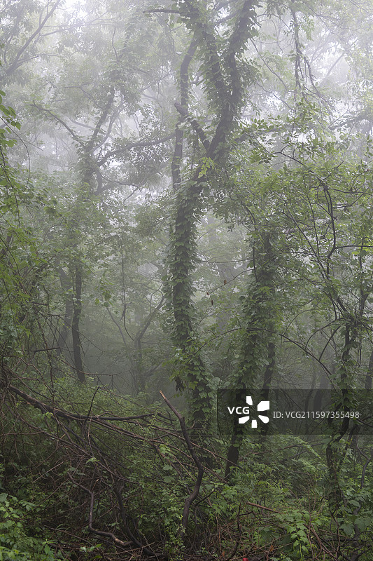 迷雾森林-江苏镇江句容夏季雨天的茅山风景区图片素材