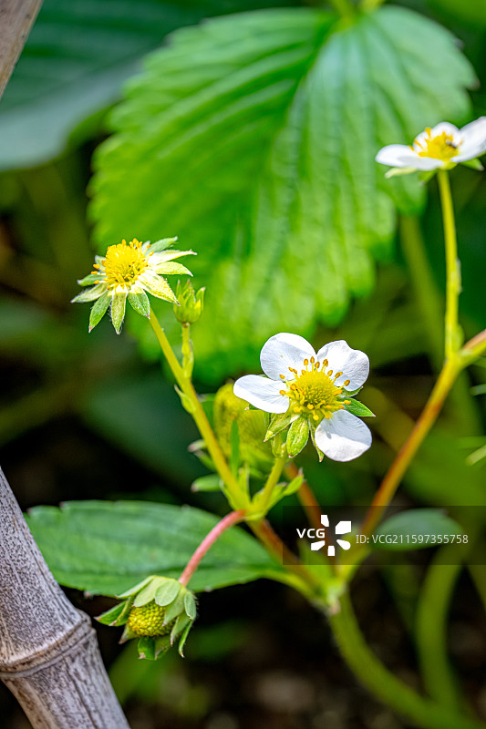 草莓 鲜花盛开 聚伞花序 蔷薇科草莓属多年生草本植物 上海世纪公园世纪童耕农场图片素材