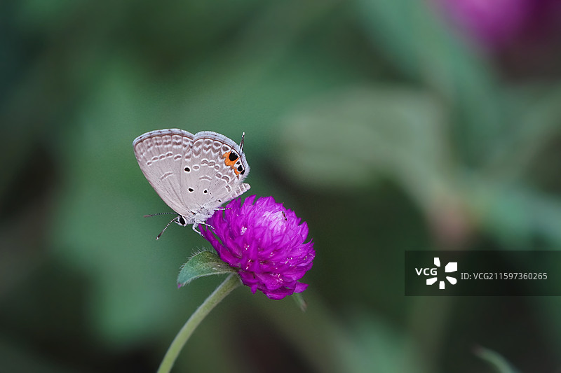 小灰蝶在千日红上/灰蝶科/蝴蝶假眼/副眼图片素材