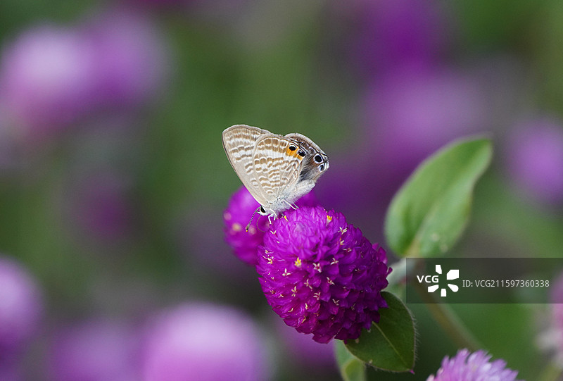 小灰蝶在千日红上/灰蝶科/蝴蝶假眼/副眼图片素材