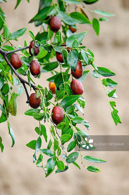 中国水果果树拍摄拍摄主题，下雨天枣树上结出绿色绿色的青色的青枣和水珠水滴，户外白昼无人图像摄影图片素材