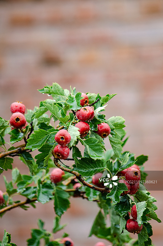 中国水果果树拍摄拍摄主题，下雨天气山楂树上结出红色的山楂果实和水珠，户外白昼无人图像摄影图片素材