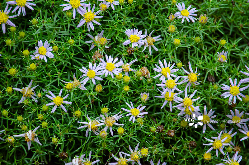 中国自然风光野生植物拍摄主题，野外野花一片白色的白晶菊雏菊菊花栽培植物，户外白昼无人图像摄影图片素材