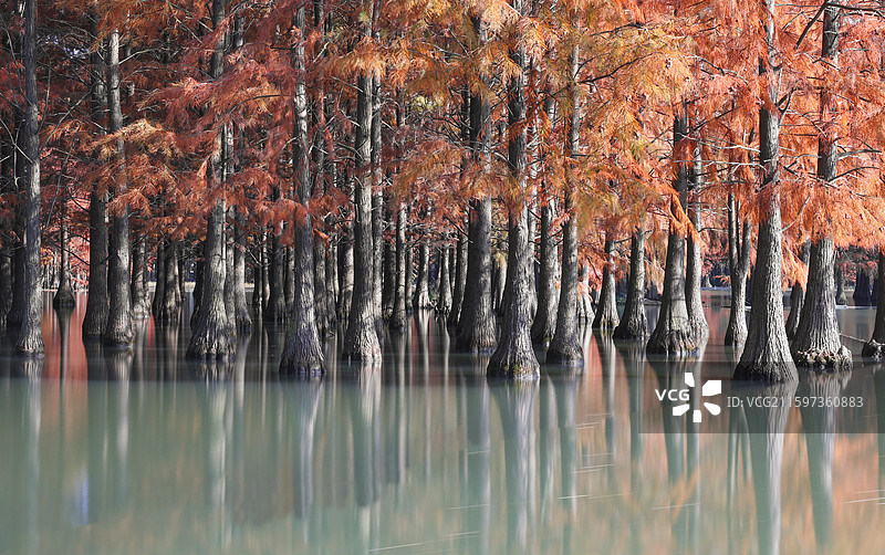 上海青浦青西郊野公园水上森林水杉林秋季红枫杉树大莲湖湿地图片素材