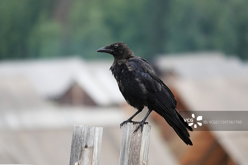 小嘴乌鸦图片素材
