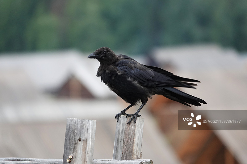 小嘴乌鸦图片素材