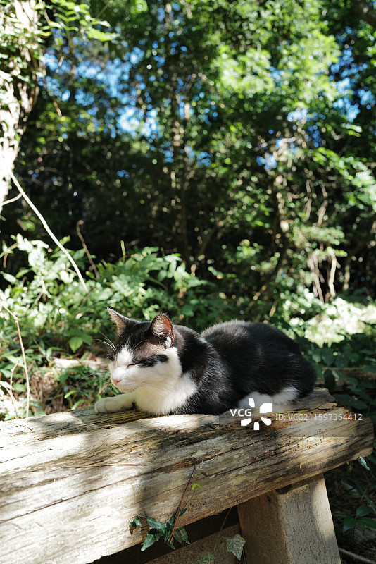 森林里的野猫，日本田代岛，猫岛图片素材