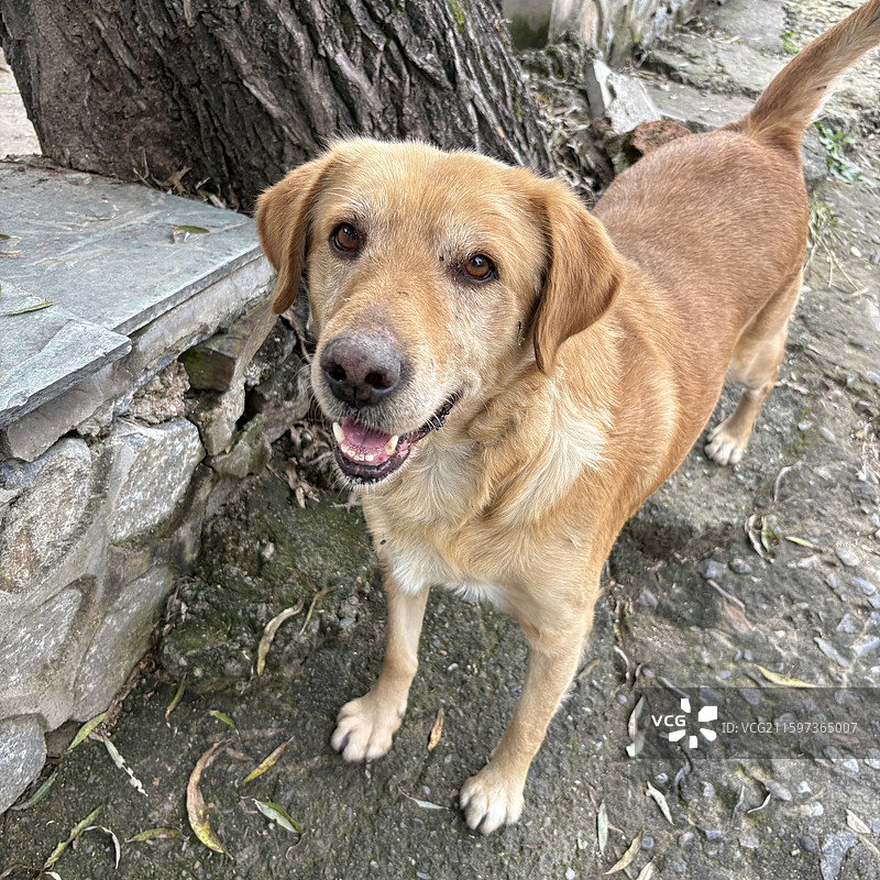 可爱的拉布拉多图片素材