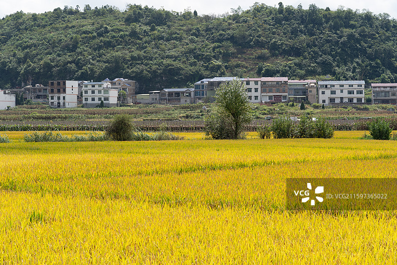 安顺大西桥镇稻田田园风光图片素材