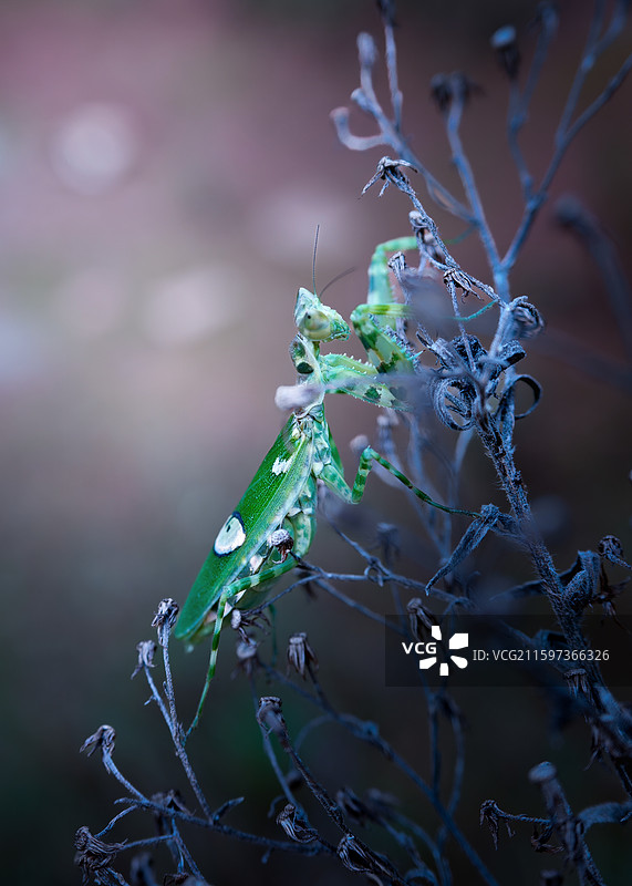 眼斑螳图片素材