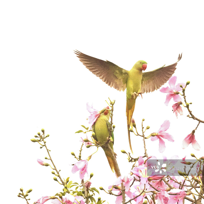 鹦鹉飞上异木棉花图片素材