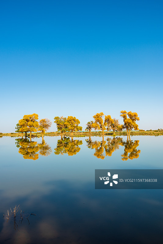 黑城弱水胡杨林图片素材
