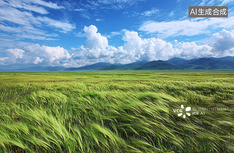 【AI数字艺术】青稞图片素材