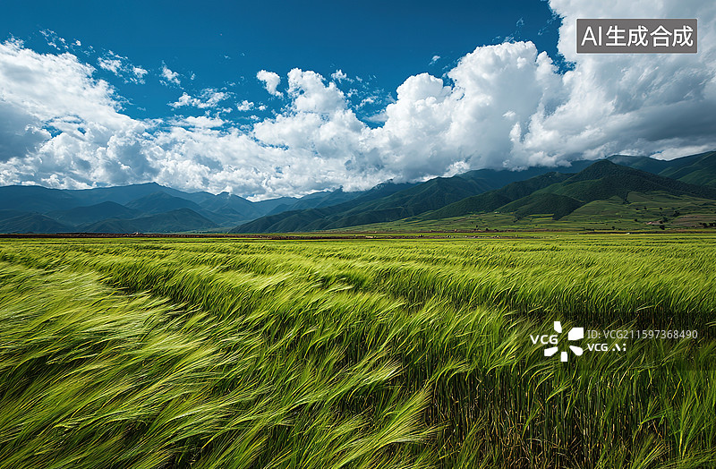 【AI数字艺术】青稞图片素材