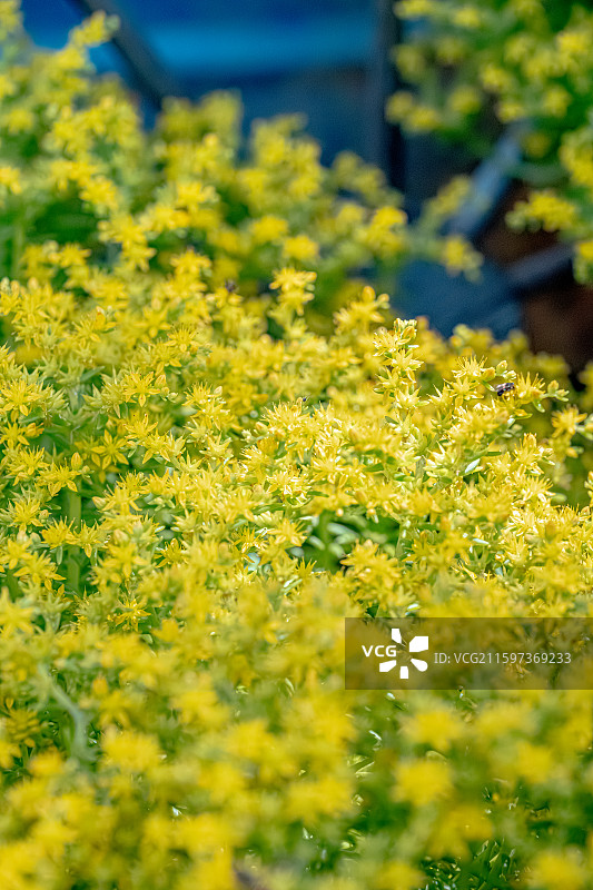 佛甲草 黄色小花盛开 聚伞状花序 景天科草本植物 上海世纪公园植物图鉴 5月春天图片素材