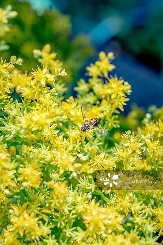 佛甲草 黄色小花盛开 蜜蜂盯花蕊采蜜 聚伞状花序 景天科草本植物 上海世纪公园植物图鉴 5月春天图片素材