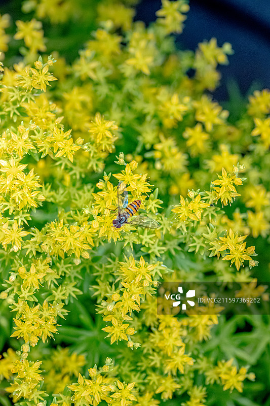佛甲草 黄色小花盛开 蜜蜂盯花蕊采蜜 聚伞状花序 景天科草本植物 上海世纪公园植物图鉴 5月春天图片素材
