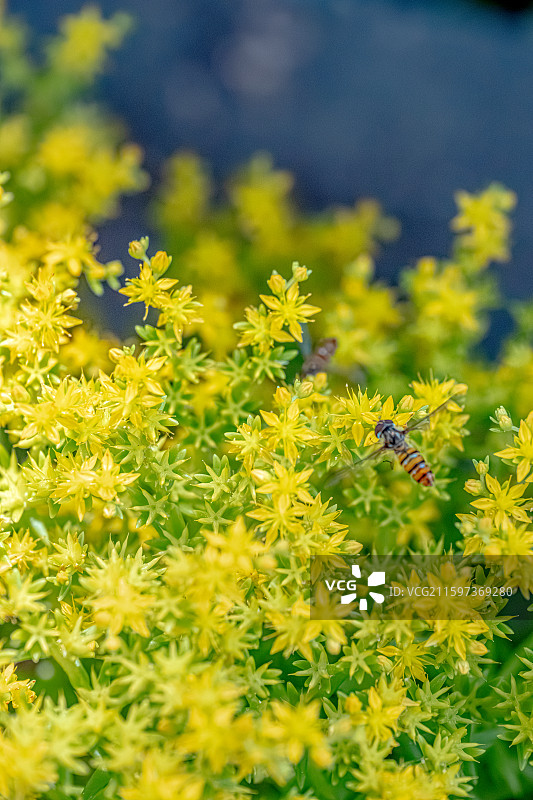 佛甲草 黄色小花盛开 蜜蜂盯花蕊采蜜 聚伞状花序 景天科草本植物 上海世纪公园植物图鉴 5月春天图片素材