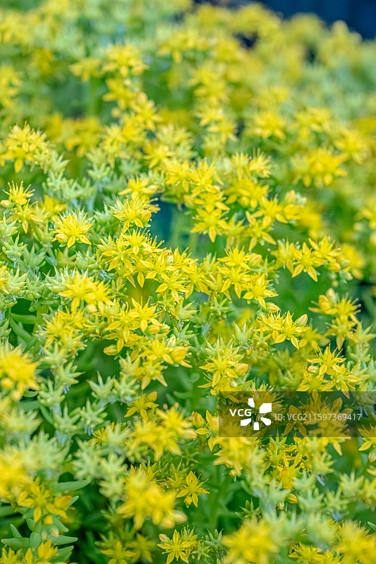 佛甲草 黄色小花盛开 聚伞状花序 景天科草本植物 上海世纪公园植物图鉴 5月春天图片素材