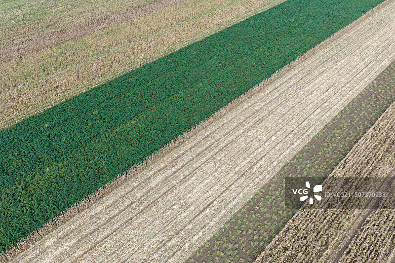 河南省 周口市 商水县 张庄乡 高标准农田  秋天 玉米地 收获图片素材