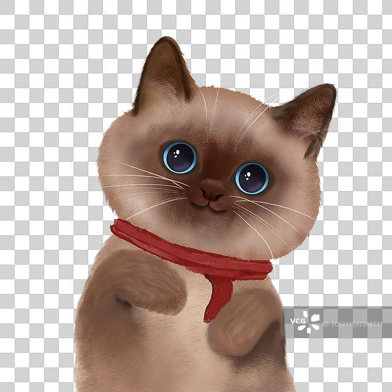 可爱的戴着红围巾的暹罗猫宠物猫图片素材