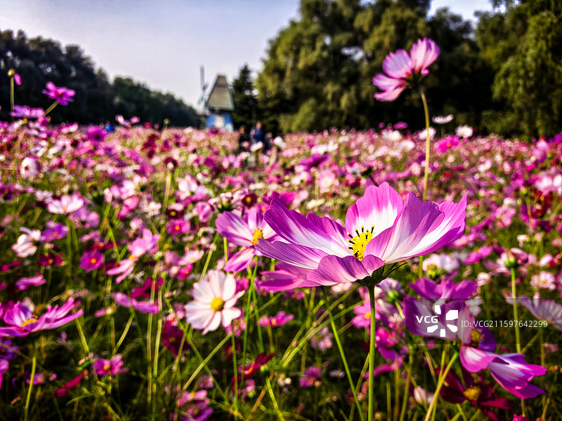 沈阳沈水湾公园的格桑花图片素材