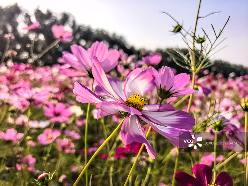沈阳沈水湾公园盛开的格桑花图片素材
