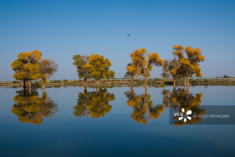 黑城弱水胡杨林图片素材