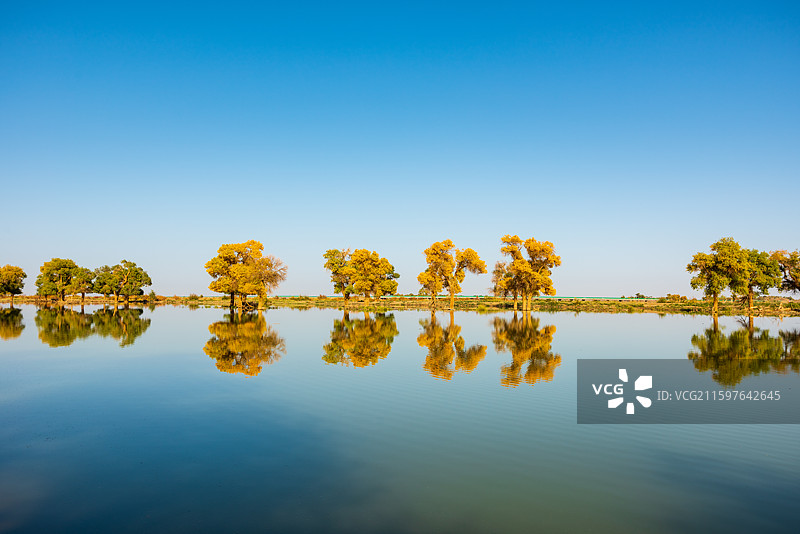 黑城弱水胡杨林图片素材