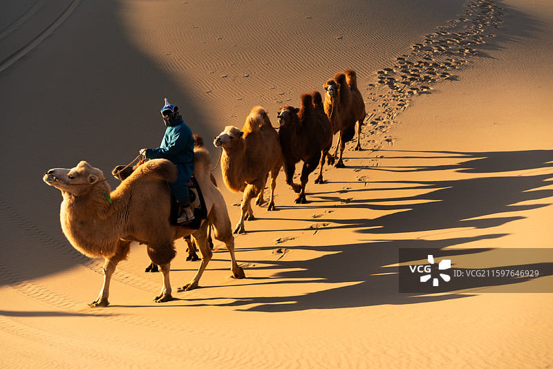 额济纳丹巴吉林沙漠驼队晨光图片素材
