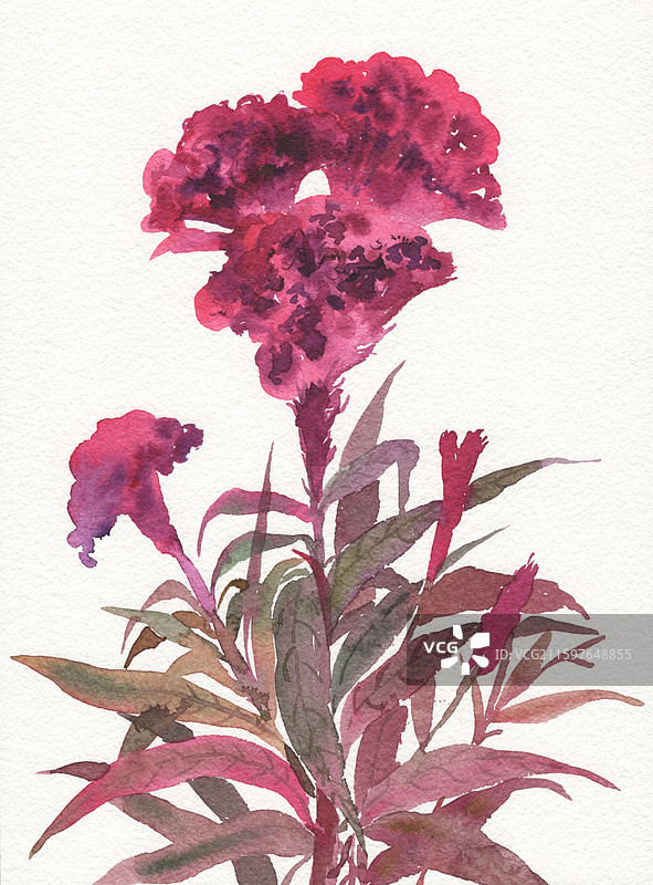 水彩手绘鸡冠花插画插图图片素材