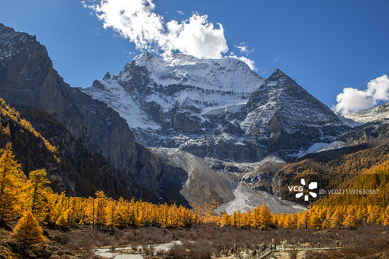 四川甘孜稻城亚丁 神山雪山仙乃日 山坡落叶松森林图片素材