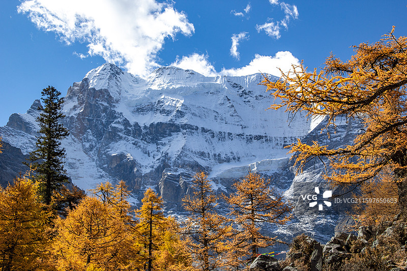 四川甘孜稻城亚丁 神山雪山仙乃日 山坡落叶松森林图片素材