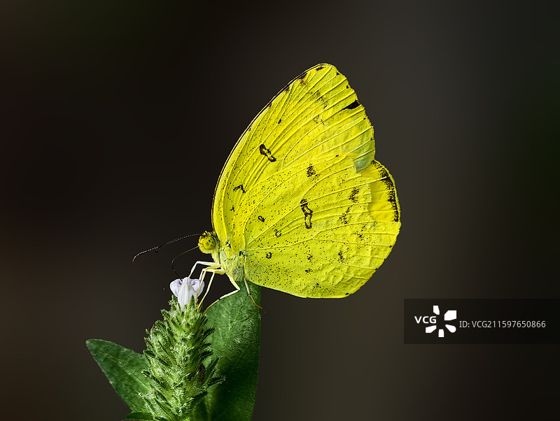 晨光中的金翅信使(宽边黄粉蝶)图片素材