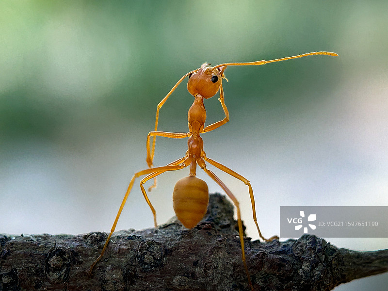 枝上的警戒图片素材